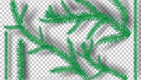 Christmas Tree Branches On Tranparency Background