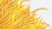 Golden Wheat Field Or Rice On Isolated Background