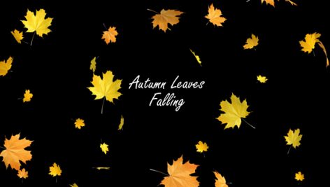Preview Autumn Leaves Falling 17868913