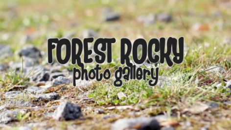 Preview Forest Rocky Photo Gallery 7724075