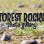 Preview Forest Rocky Photo Gallery 7724075