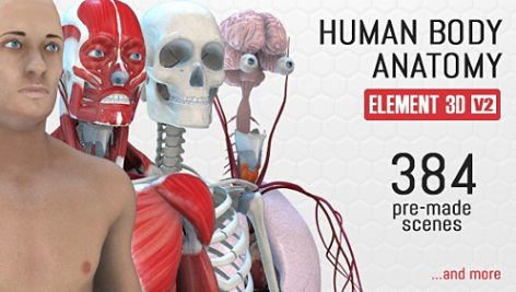 Preview Human Body Anatomy 18254375