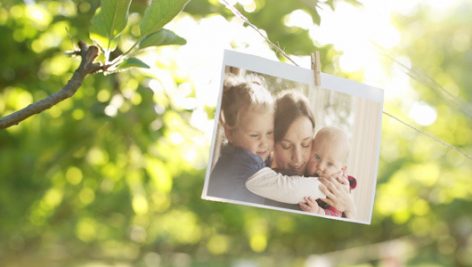Preview Photo Gallery In A Sunny Orchard