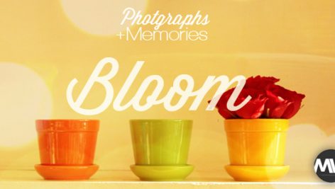 Preview Photographs And Memories Bloom