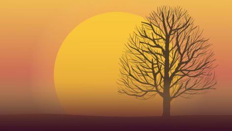 Freepik Dry Tree On Sunset