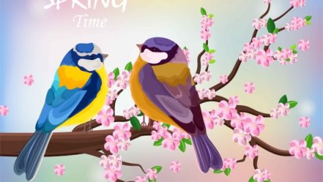 Freepik Birds Couple On Blossom Cherry Flowers Branch Spring Time