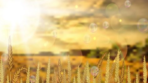 Freepik Illustration Of Sunrise At Wheat Fields