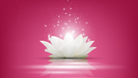 Freepik Magic White Lotus Flower On Pink Background