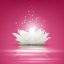Freepik Magic White Lotus Flower On Pink Background