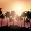 Freepik Palm Tree Silhouettes Against Sunset Sky