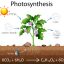 Freepik Photosynthesis Explanation Science Diagram