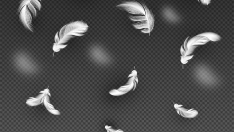 Freepik Realistic White Feather Decorated On Transparent Background