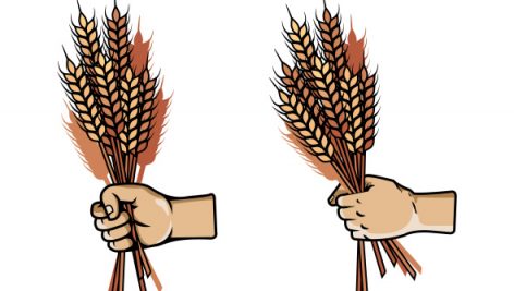 Freepik Vector Illustration Of Hand Grab Bunch Of Barley