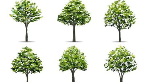 Collection Of Realistic Tree Isolated On White Background