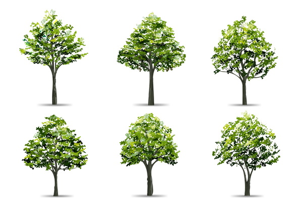 وکتور Collection Of Realistic Tree Isolated On White Background