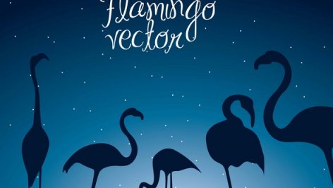 Freepik Flamingo Over Night Background Animal Vector Illustration