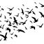 Freepik Flying Birds Flock Vector Illustration Isolated On White Background Silhouette Of Black Pigeon Hawk