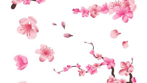 Spring Sakura Cherry Blooming Flowers
