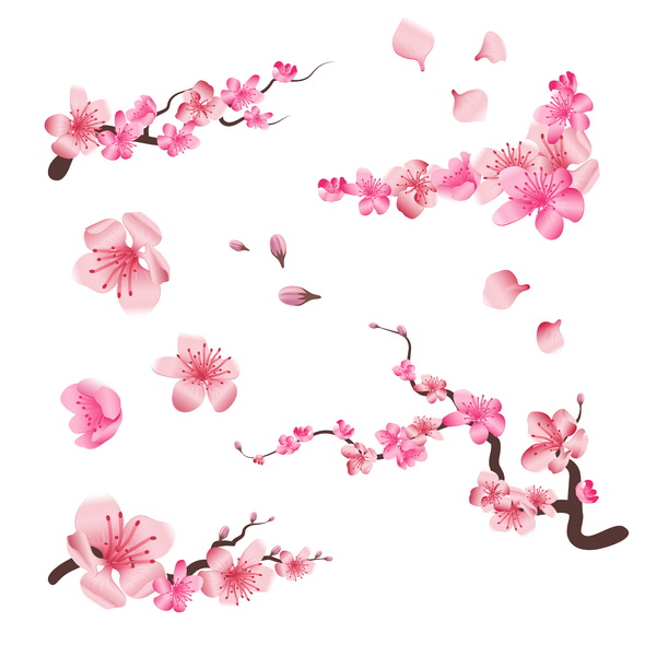 وکتور Spring Sakura Cherry Blooming Flowers