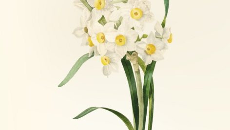 Freepik Vintage Flower Illustration