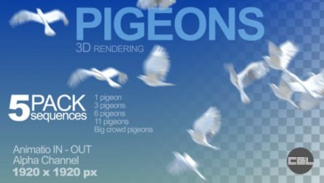 Pigeons Img Preview
