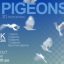 Pigeons Img Preview