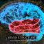 Videohive Brain Structure 4 Pack 24089741