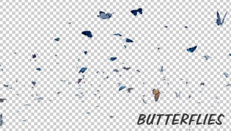 Videohive Butterfly 19680532