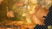 Videohive Autumn Leaves Transitions 17978836
