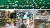 Videohive Butterflies Transition – 7 Variations 22488434