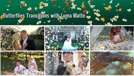 Videohive Butterflies Transition – 7 Variations 22488434