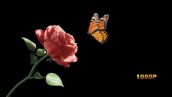 Videohive Butterfly And Rose Full Hd 38868107