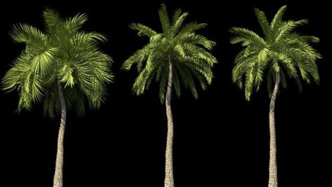 Videohive 4K Beach Palms Growing Timelapse 21866678